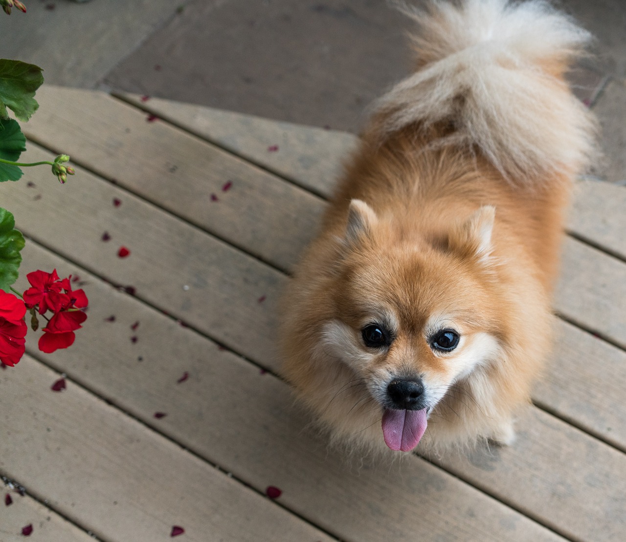 The Role of Grooming in Enhancing Pet Hygiene